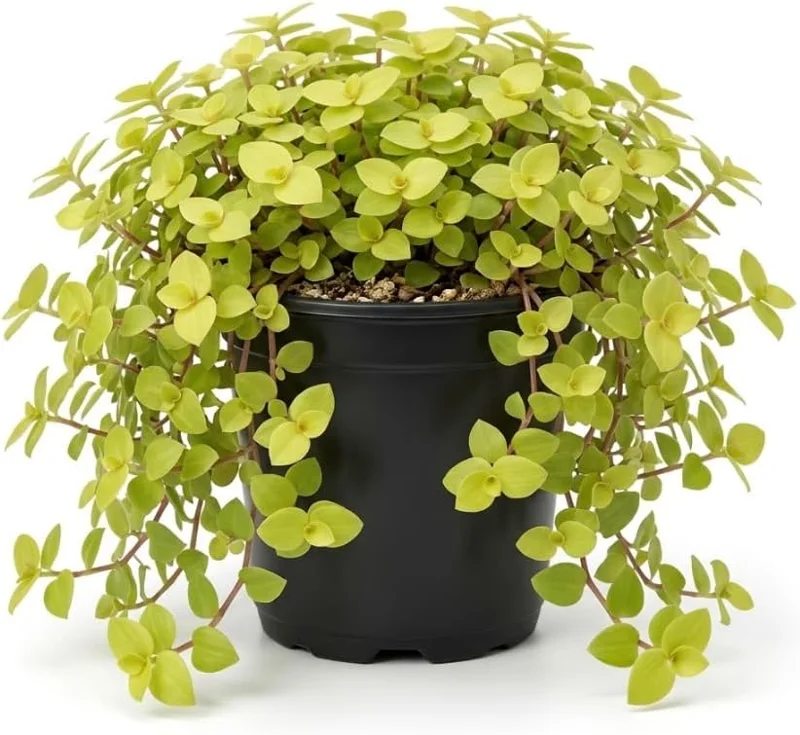 Gold Wandering Jew Live Plant - Tradescantia Callisia Repens, 4-inch Pot, Indoor/Outdoor - Image 1