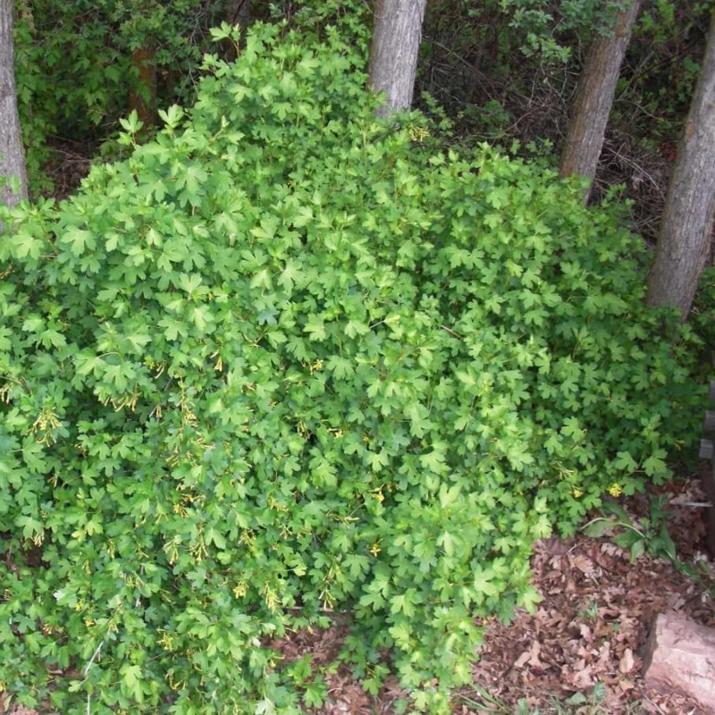 Golden Currant Live Plant - Cold Hardy Yellow Shrub, 6-12" Tall Bare Root - Image 2