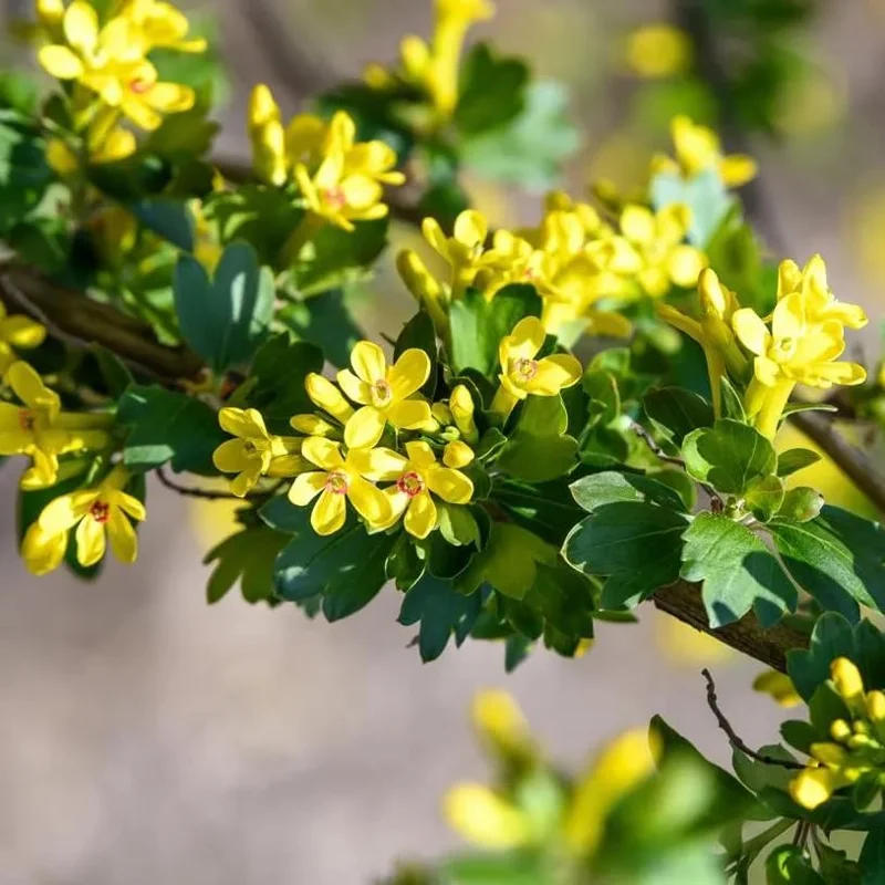 Golden Currant Live Plant - Cold Hardy Yellow Shrub, 6-12" Tall Bare Root - Image 5