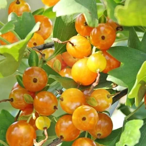 Golden Currant Live Plant - Cold Hardy Yellow Shrub, 6-12
