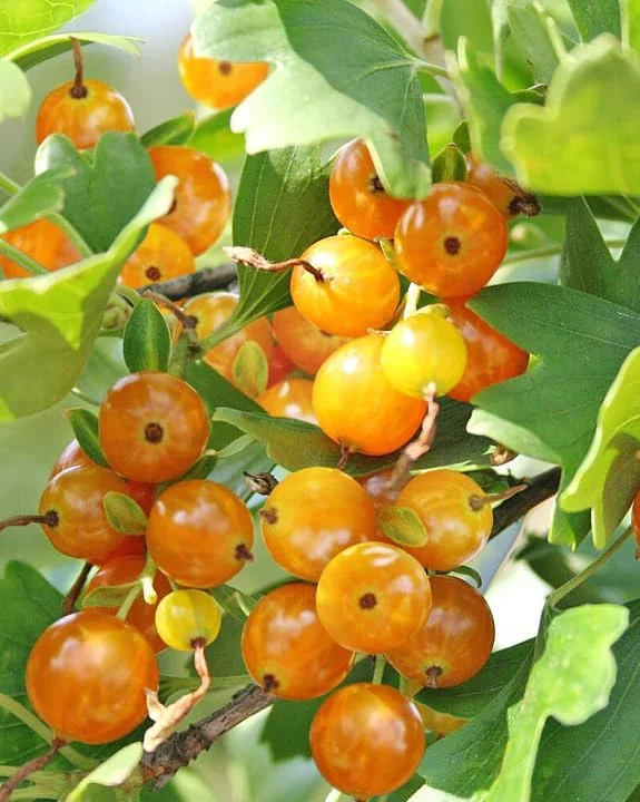 Golden Currant Live Plant - Cold Hardy Yellow Shrub, 6-12" Tall Bare Root - Image 6
