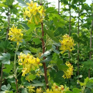 Golden Currant Live Plant, Yellow Currant Shrub, Dormant, 6-12