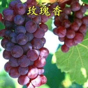 Grafted Grape Vine - Fragrant, Sweet Aromatic Variety - Live Plant for High Yield - Image 2