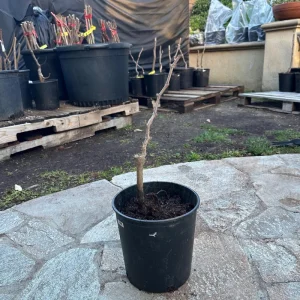 Grafted Grape Vine - Fragrant, Sweet Aromatic Variety - Live Plant for High Yield - Image 3
