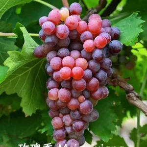 Grafted Grape Vine Seedlings - Mixed Variety Sweet Fruit Plant for Backyard Garden, 1 Plant - Image 10