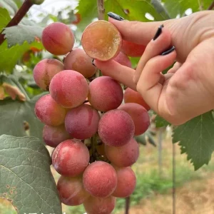 Grafted Grape Vine Seedlings - Mixed Variety Sweet Fruit Plant for Backyard Garden, 1 Plant - Image 2