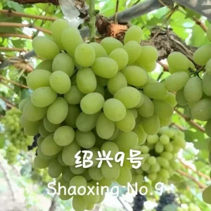 Grafted Grape Vine Seedlings - Mixed Variety Sweet Fruit Plant for Backyard Garden, 1 Plant - Image 5