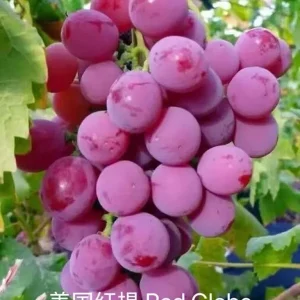 Grafted Grape Vine Seedlings - Mixed Variety Sweet Fruit Plant for Backyard Garden, 1 Plant - Image 1