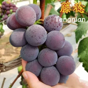 Grafted Grape Vine Seedlings - Mixed Variety Sweet Fruit Plant for Backyard Garden, 1 Plant - Image 8