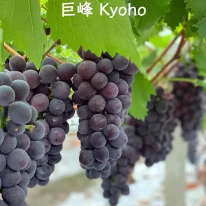 Grafted Grape Vine Seedlings - Mixed Variety Sweet Fruit Plant for Backyard Garden, 1 Plant - Image 9