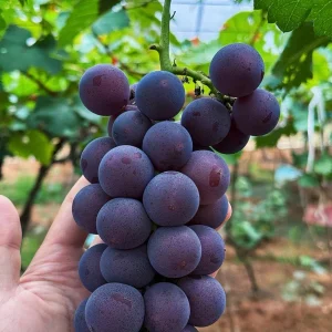 Grafted Kyoho Grape Vine Live Plant – Large, Sweet Fruit – High Yield - Image 2