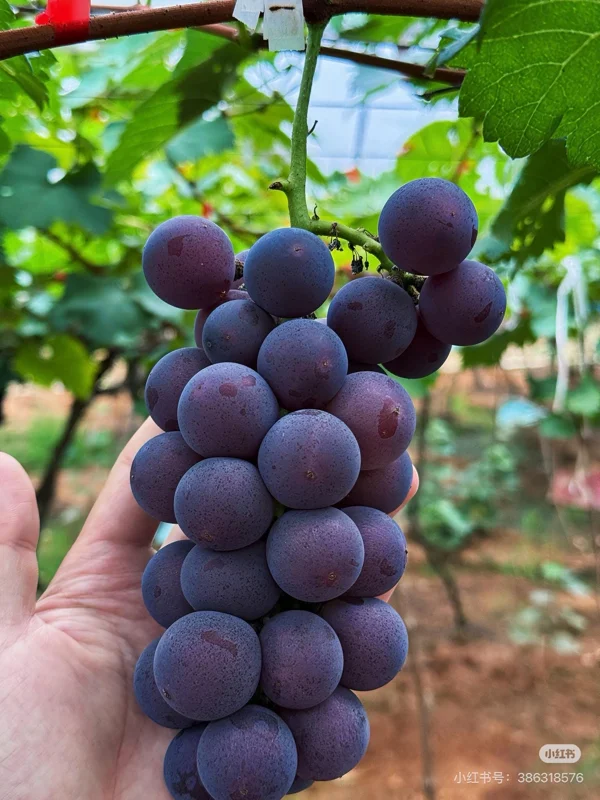 Grafted Kyoho Grape Vine Live Plant – Large, Sweet Fruit – High Yield - Image 2