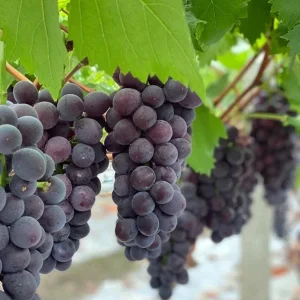 Grafted Kyoho Grape Vine Live Plant – Large, Sweet Fruit – High Yield - Image 3