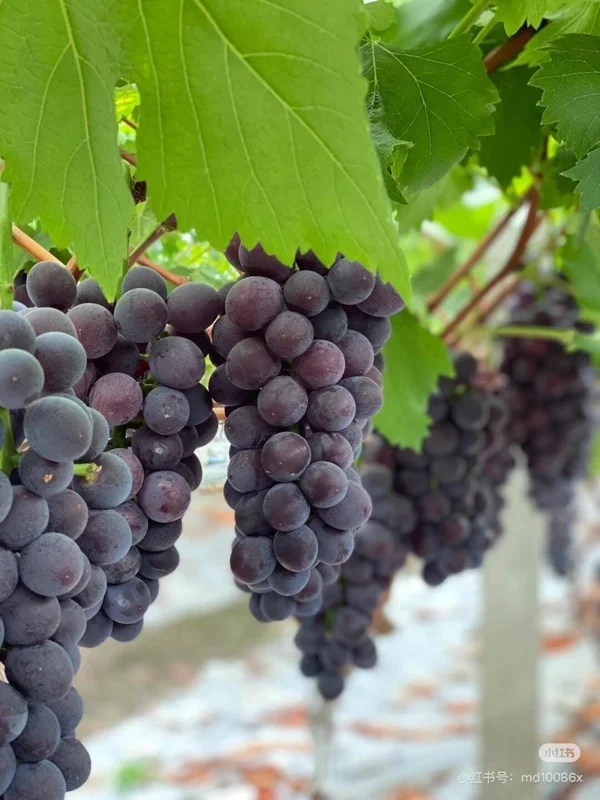 Grafted Kyoho Grape Vine Live Plant – Large, Sweet Fruit – High Yield - Image 3