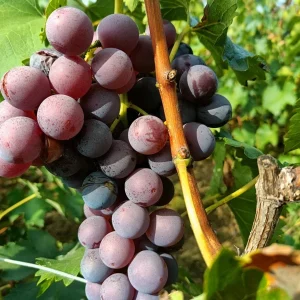 Grafted Kyoho Grape Vine Live Plant – Large, Sweet Fruit – High Yield - Image 4