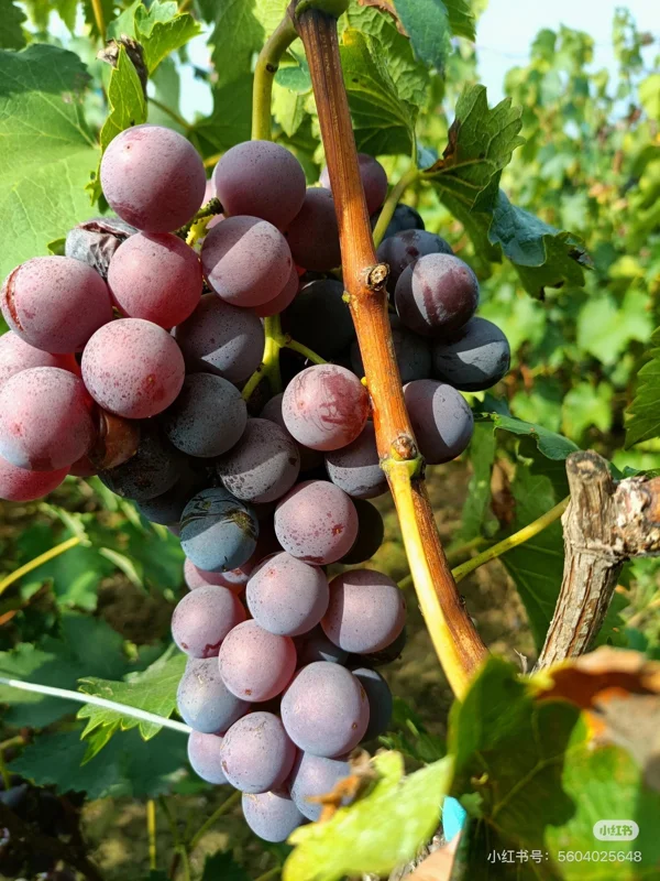 Grafted Kyoho Grape Vine Live Plant – Large, Sweet Fruit – High Yield - Image 4