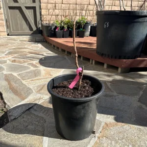 Grafted Kyoho Grape Vine Live Plant – Large, Sweet Fruit – High Yield - Image 5