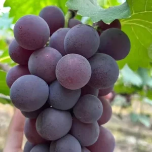 Grafted Kyoho Grape Vine Live Plant – Large, Sweet Fruit – High Yield - Image 1