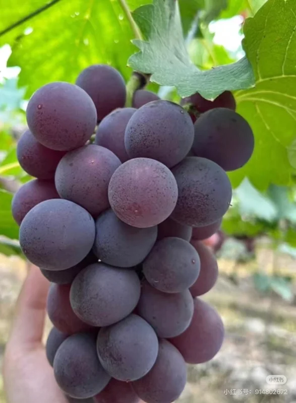 Grafted Kyoho Grape Vine Live Plant – Large, Sweet Fruit – High Yield - Image 1