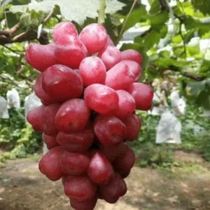 Grafted Romantic Beauty Grape Vine Bare Root Plant – Sweet Table Grapes Outdoor - Image 2