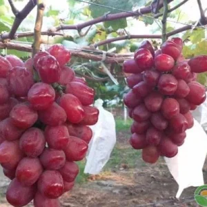 Grafted Romantic Beauty Grape Vine Bare Root Plant – Sweet Table Grapes Outdoor - Image 3