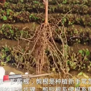 Grafted Romantic Beauty Grape Vine Bare Root Plant – Sweet Table Grapes Outdoor - Image 9
