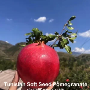 Grafted Tunisian Soft Seed Pomegranate Tree Live Plant – Sweet Fruit - Image 2