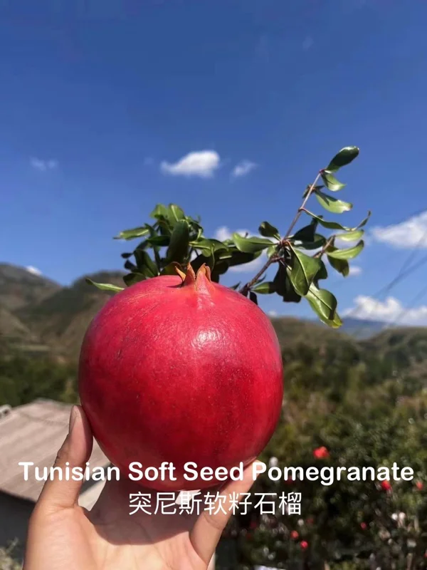Grafted Tunisian Soft Seed Pomegranate Tree Live Plant – Sweet Fruit - Image 2