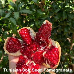 Grafted Tunisian Soft Seed Pomegranate Tree Live Plant – Sweet Fruit - Image 3
