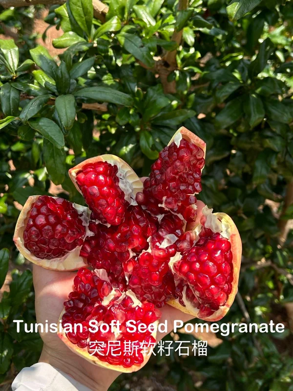 Grafted Tunisian Soft Seed Pomegranate Tree Live Plant – Sweet Fruit - Image 3