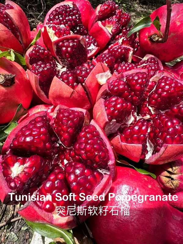 Grafted Tunisian Soft Seed Pomegranate Tree Live Plant – Sweet Fruit - Image 4