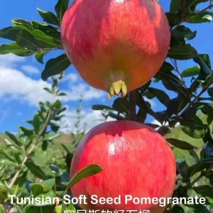 Grafted Tunisian Soft Seed Pomegranate Tree Live Plant – Sweet Fruit - Image 1