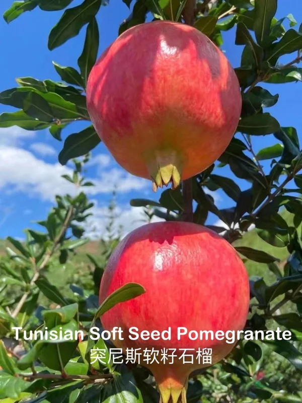 Grafted Tunisian Soft Seed Pomegranate Tree Live Plant – Sweet Fruit - Image 1