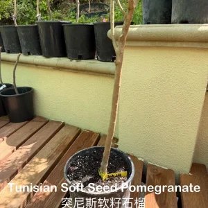 Grafted Tunisian Soft Seed Pomegranate Tree Live Plant – Sweet Fruit - Image 6