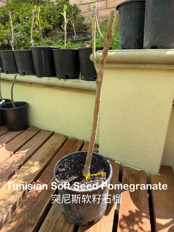 Grafted Tunisian Soft Seed Pomegranate Tree Live Plant – Sweet Fruit - Image 6
