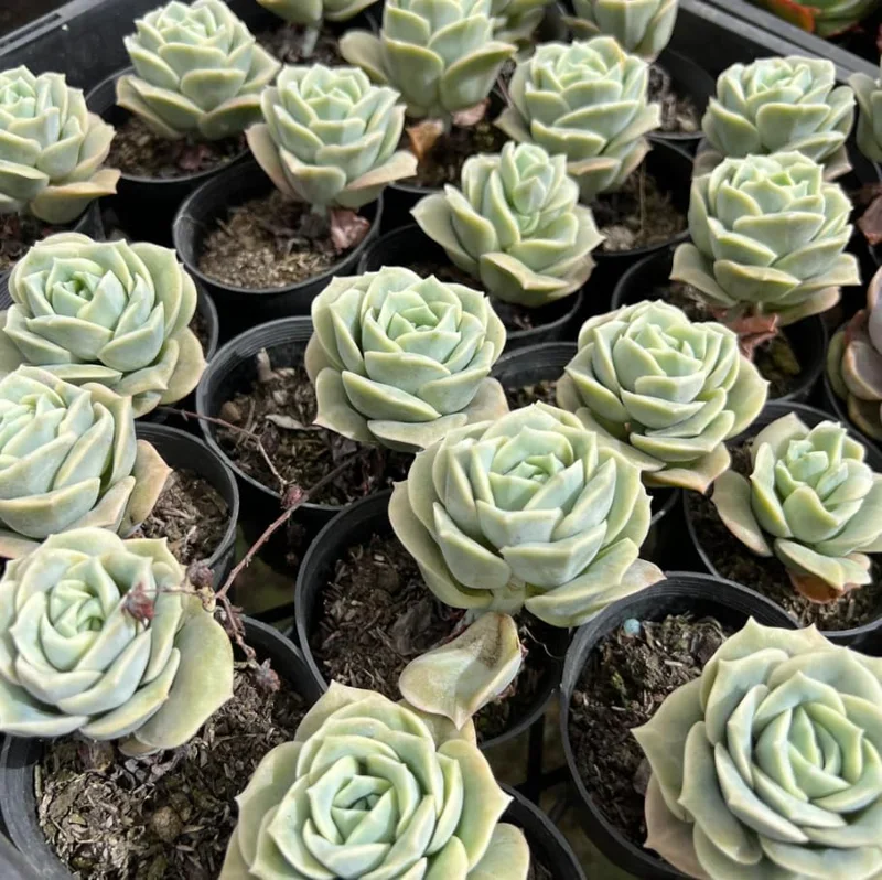 Graptoveria Rose Echeveria Live Plant – Grey Green Succulent – 2 Inch Pot – Indoor/Outdoor - Image 2