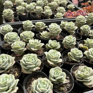Graptoveria Rose Echeveria Live Plant – Grey Green Succulent – 2 Inch Pot – Indoor/Outdoor - Image 3