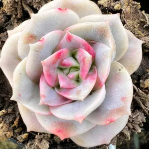Graptoveria Rose Echeveria Live Plant – Grey Green Succulent – 2 Inch Pot – Indoor/Outdoor - Image 4