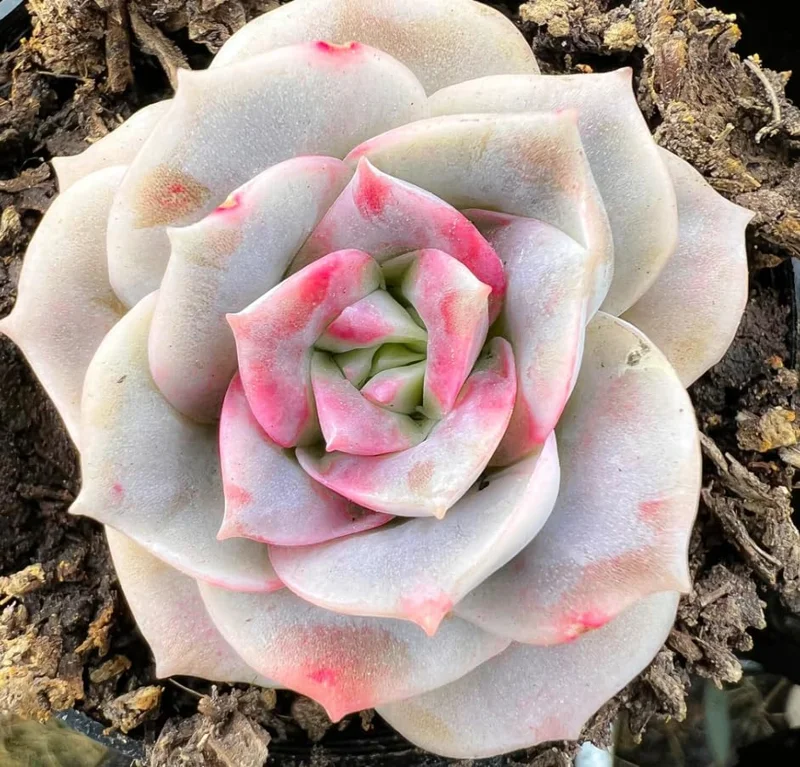 Graptoveria Rose Echeveria Live Plant – Grey Green Succulent – 2 Inch Pot – Indoor/Outdoor - Image 4