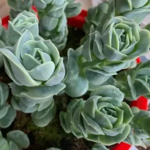 Graptoveria Rose Echeveria Live Plant – Grey Green Succulent – 2 Inch Pot – Indoor/Outdoor - Image 5