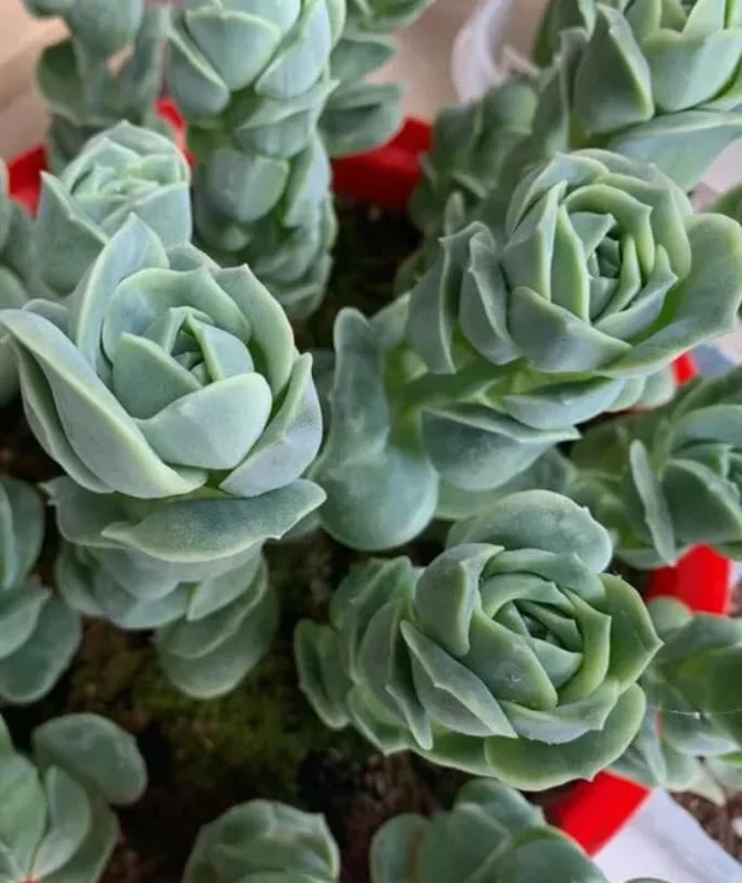 Graptoveria Rose Echeveria Live Plant – Grey Green Succulent – 2 Inch Pot – Indoor/Outdoor - Image 5