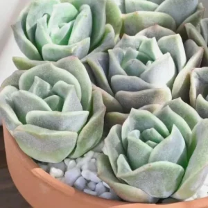 Graptoveria Rose Echeveria Live Plant – Grey Green Succulent – 2 Inch Pot – Indoor/Outdoor - Image 6