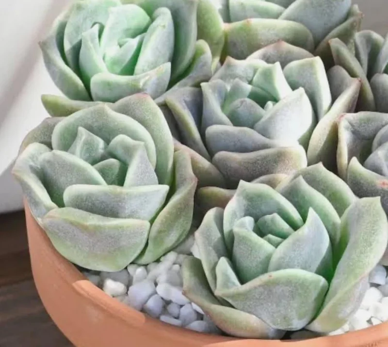 Graptoveria Rose Echeveria Live Plant – Grey Green Succulent – 2 Inch Pot – Indoor/Outdoor - Image 6