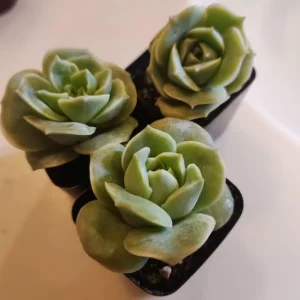 Graptoveria Rose Echeveria Live Plant – Grey Green Succulent – 2 Inch Pot – Indoor/Outdoor - Image 7