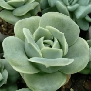 Graptoveria Rose Echeveria Live Plant – Grey Green Succulent – 2 Inch Pot – Indoor/Outdoor - Image 1