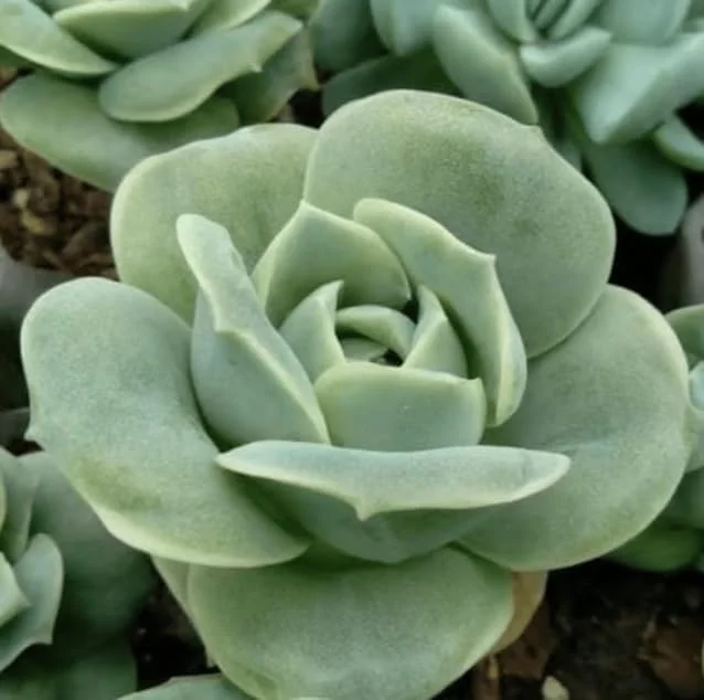 Graptoveria Rose Echeveria Live Plant – Grey Green Succulent – 2 Inch Pot – Indoor/Outdoor - Image 1