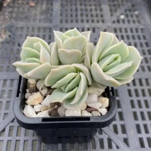 Graptoveria Rose Echeveria Succulent Live Plant - 4 inch Pot - Gray-Green - Image 6