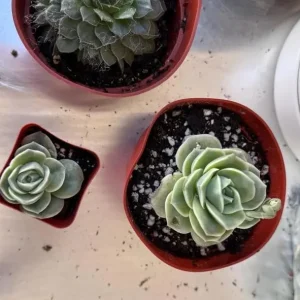 Graptoveria Rose Echeveria Succulent Live Plant - 4 inch Pot - Gray-Green - Image 7