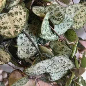 Green String of Hearts Live Plant - Trailing Succulent, Sweetheart Vine, 6