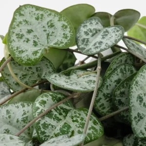 Green String of Hearts Live Plant - Trailing Succulent, 4 inch Pot - Image 5